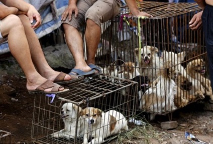 Ru szörnyű kutya húst fesztivál Yulin