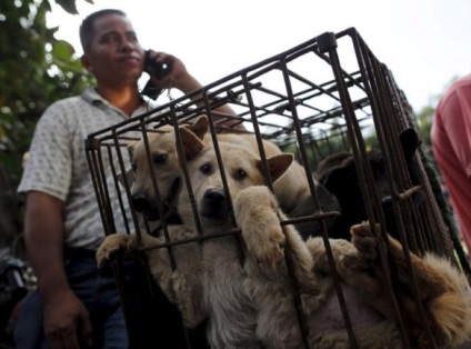 Ru szörnyű kutya húst fesztivál Yulin