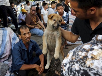 Ru szörnyű kutya húst fesztivál Yulin