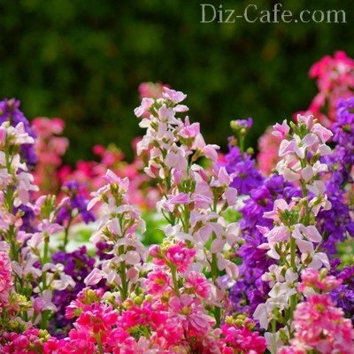 A legtöbb illatos virágot a kertben