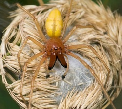 A nőstény pók megöli a férfi vonzza a másik partner