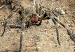 A nőstény pók megöli a férfi vonzza a másik partner
