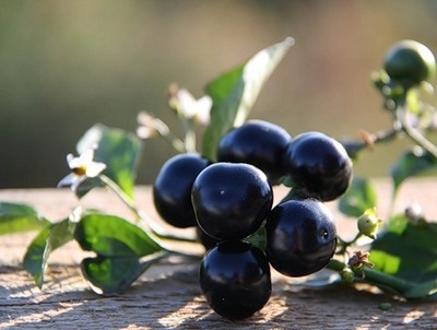 Sunberry kanadai áfonya vagy a napenergia bogyó hasznos tulajdonságok, termesztés és karbantartás
