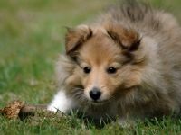 Sheltie, shelts fényképet kis pásztor - Sheltie, Skócia történet eredete sheltie, asszisztensek