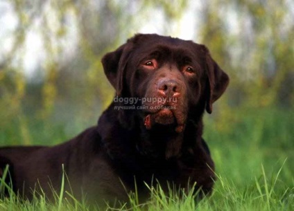 Csokoládé labrador képek, árak és a szolgáltatások - fauna (oktatás csokoládé labrador) Csokoládé labrador képek, árak és a szolgáltatások - a vadon élő állatok