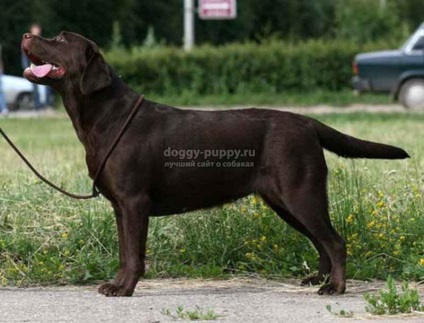Csokoládé labrador képek, árak és a szolgáltatások - fauna (csokoládé színű Labrador) Csokoládé labrador képek, árak és a szolgáltatások - a vadon élő állatok