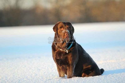 Csokoládé labrador képek, árak és a szolgáltatások - fauna (az ár egy csokoládé labrador) Csokoládé labrador képek, árak és a szolgáltatások - a vadon élő állatok