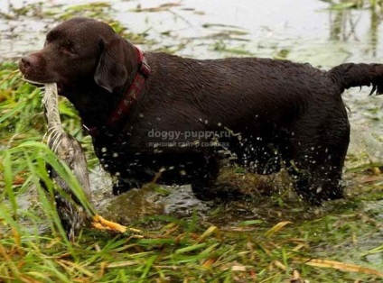 Csokoládé labrador képek, árak és a szolgáltatások - fauna (Chocolate Labrador) Csokoládé labrador képek, árak és a szolgáltatások - a vadon élő állatok