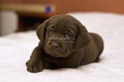 Csokoládé labrador képek, árak és a szolgáltatások - fauna (csokoládé színű Labrador) Csokoládé labrador képek, árak és a szolgáltatások - a vadon élő állatok
