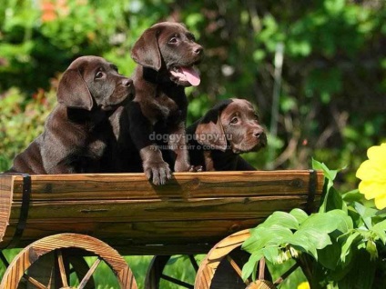 Csokoládé labrador képek, árak és a szolgáltatások - fauna (Chocolate Labrador) Csokoládé labrador képek, árak és a szolgáltatások - a vadon élő állatok