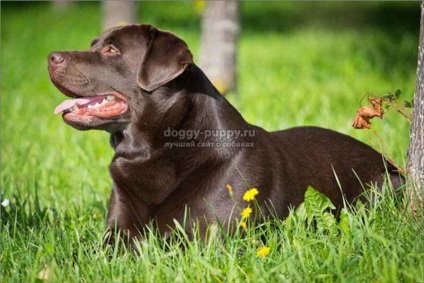 Csokoládé labrador képek, árak és a szolgáltatások - fauna (Labrador) Csokoládé labrador képek, árak és a szolgáltatások - a vadon élő állatok