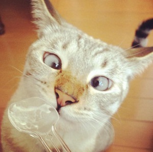 Aranyos kancsal tömítések (10 fotó) - kototeka - a legérdekesebb dolog a világon a macskák
