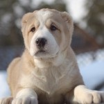Kutyák Közép-Ázsia