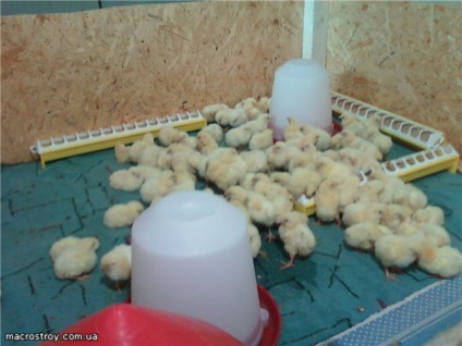 A tartalom a csirkék a rácsaljzatra -, aki részt vesz a legnagyobb fóruma baromfitenyésztők, mind a
