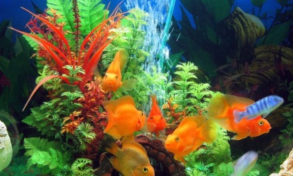 Álomértelmezés mi álom akváriumi halak, elkapta a kezét álmában egy leírást