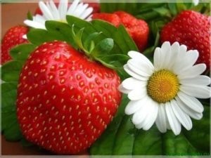 Álomértelmezés victoria bogyó nagy álma, hogy mi álmok (lásd) Álomértelmezés victoria bogyó nagy álma, hogy mi álmok