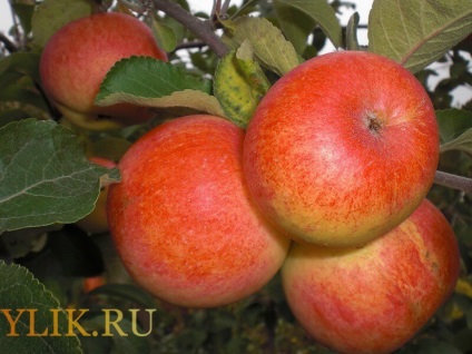 almafajták termesztésére Szibériában leírás és képek