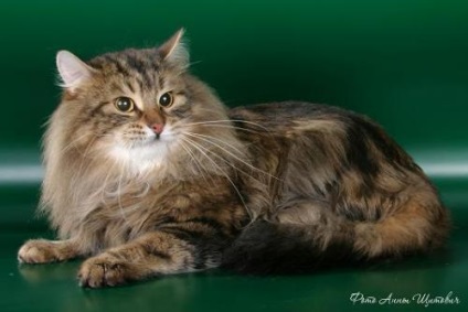 Szabványok szibériai macska (síp, WCF, tica, CFA), háziállat