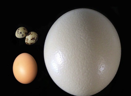Strucc tojás (50 kép), hogy mennyi súlyt, hogy milyen gyakran lovagolni, egy fiatal, leírás, videó