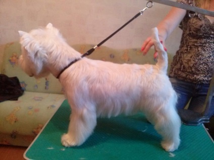 Kutyakozmetika otthon olcsón Moszkvában