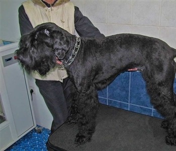 Kutyakozmetika otthon olcsón Moszkvában