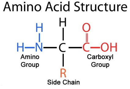 A szerkezet a aminosavak