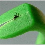 Kullancscsípésre - mit tesz egy blog - elsősegély tanfolyamok (tick) Kullancscsípésre - mit tesz a blog - természetesen a elsősegély