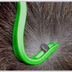 Kullancscsípésre - mit tesz egy blog - elsősegély tanfolyamok (kullancsencephalitis oltás) Kullancscsípésre - mit tesz a blog - természetesen a elsősegély
