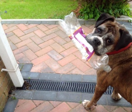 Egyedi kutya, amely tisztítja a törmeléket város utcáin, ideiglenes tartózkodási