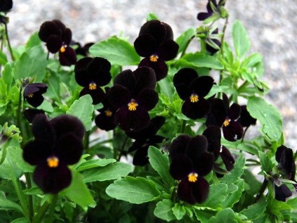 Viola hang-Downing növekvő magról, telepítése és gondozása növények, az ls