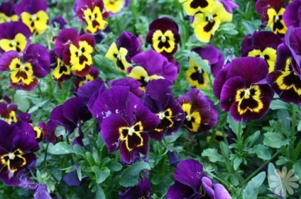 Viola hang-Downing növekvő magról, telepítése és gondozása növények, az ls