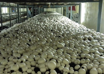 Gombák termesztésére gombák a hazai üzleti terv