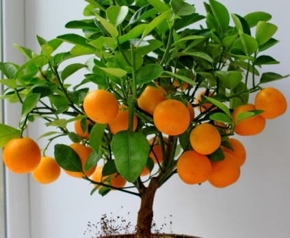 Növekvő mandarin fa egy kő ellátás és fényképek otthoni, a tulajdonos kert