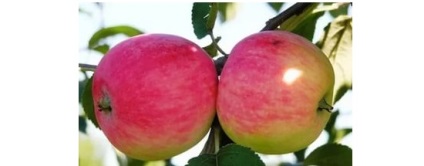 Az almafák az Ural és a szibériai fajták, különösen a termesztés és