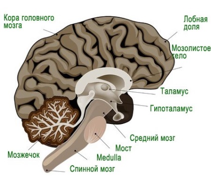 Hátsóagyat (cerebellum, a pons)