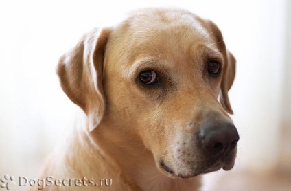 beszűkített ideg kutyáknál a tünetek, a kezelés