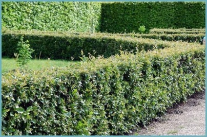 Hedge növő örökzöld évelő, amit jobb, ha nem bokrok és