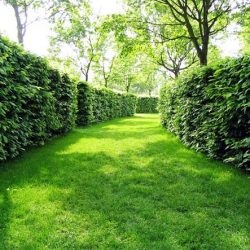 Hedge növő örökzöld évelő, amit jobb, ha nem bokrok és