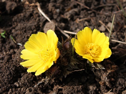28 legkorábbi tavaszi virágok fotók
