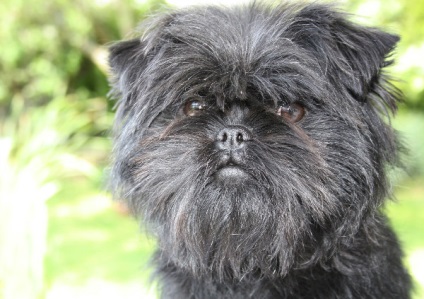 Affenpinscher részletes áttekintést ad a kőzet (fotó) (Affenpinscher) Affenpinscher részletes áttekintést ad a kőzet (fotó)