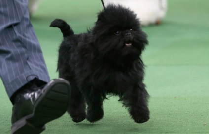 Affenpinscher részletes áttekintést ad a kőzet (fotó) (Affenpinscher) Affenpinscher részletes áttekintést ad a kőzet (fotó)