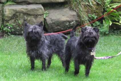 Affenpinscher részletes áttekintést ad a kőzet (fotó) (fotó) Affenpinscher részletes áttekintést ad a kőzet (fotó)