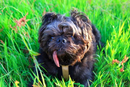 Affenpinscher részletes áttekintést ad a kőzet (fotó) (Affenpinscher) Affenpinscher részletes áttekintést ad a kőzet (fotó)