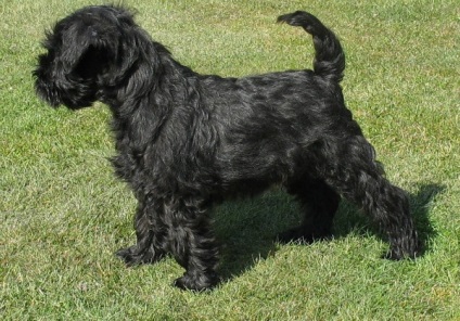 Affenpinscher részletes áttekintést ad a kőzet (fotó) (Affenpinscher) Affenpinscher részletes áttekintést ad a kőzet (fotó)