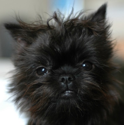 Affenpinscher részletes áttekintést ad a kőzet (fotó) (Affenpinscher) Affenpinscher részletes áttekintést ad a kőzet (fotó)