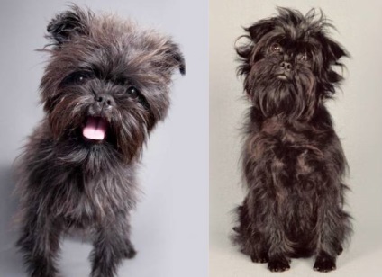 Affenpinscher részletes áttekintést ad a kőzet (fotó) (rock) Affenpinscher részletes áttekintést ad a kőzet (fotó)