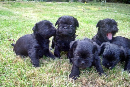 Affenpinscher részletes áttekintést ad a kőzet (fotó) (rock) Affenpinscher részletes áttekintést ad a kőzet (fotó)