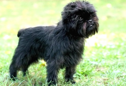 Affenpinscher részletes áttekintést ad a kőzet (fotó) (fotó) Affenpinscher részletes áttekintést ad a kőzet (fotó)