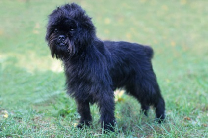 Affenpinscher részletes áttekintést ad a kőzet (fotó) (Affenpinscher) Affenpinscher részletes áttekintést ad a kőzet (fotó)