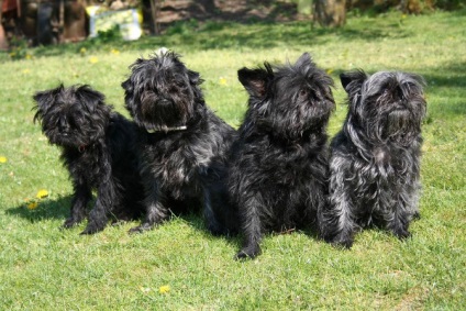 Affenpinscher részletes áttekintést ad a kőzet (fotó) (rock) Affenpinscher részletes áttekintést ad a kőzet (fotó)
